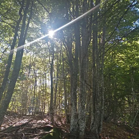 Simpakop Apartament Kopaonik